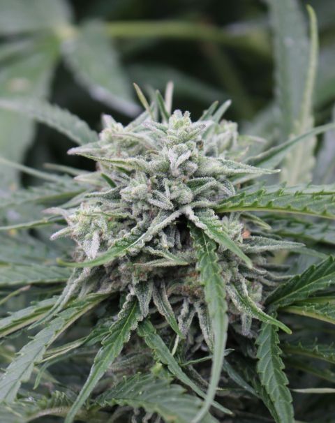 Female Seeds NL Auto Feminised Seeds