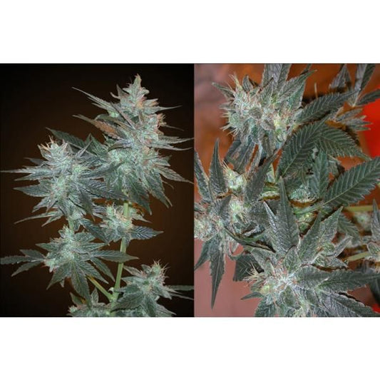 Resin Seeds L.A. Ultra Feminised Seeds