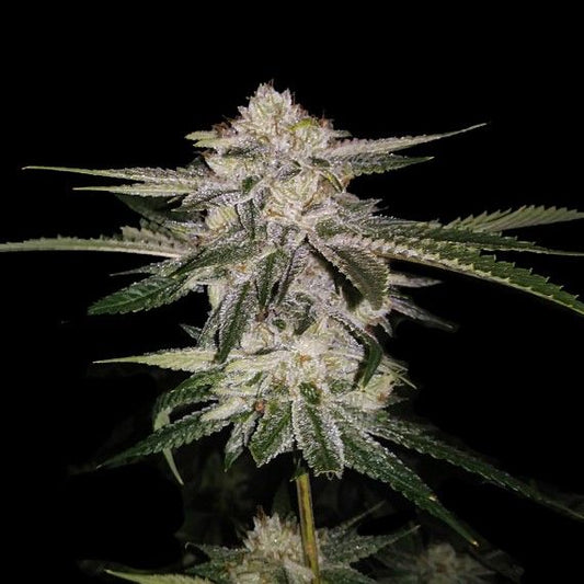 DNA Genetics Miss DNA (formerly Miss USA) Feminised Seeds