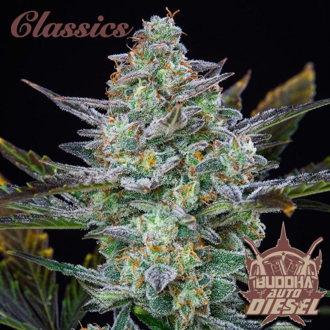 Buddha Seeds Buddha Classics Diesel Auto Feminised