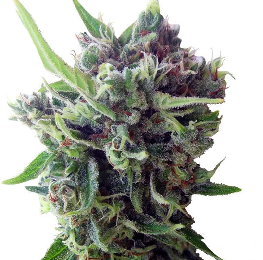 Ace Seeds Zamaldelica Auto Feminised Seeds