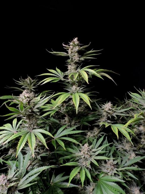 FastBuds Cherry Cola Auto Feminised Seeds