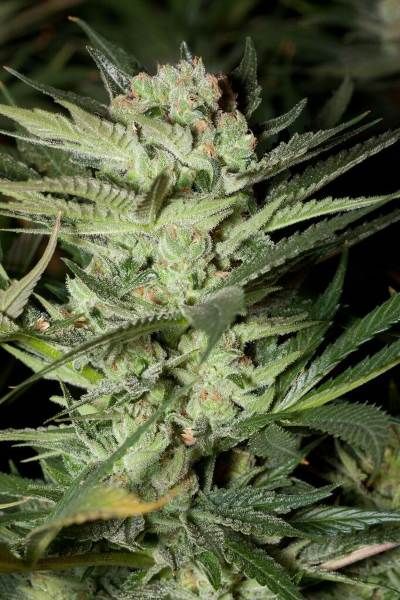 G13 Labs Mozarella Feminised Seeds