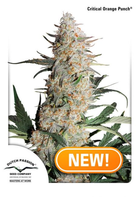 Dutch Passion Critical Orange Punch Feminised Seeds