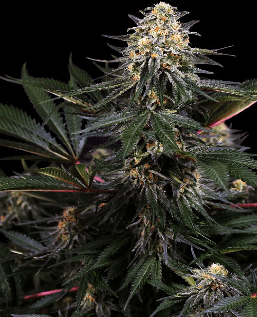 Sensi Seeds Lockdown Kush Feminised Seeds