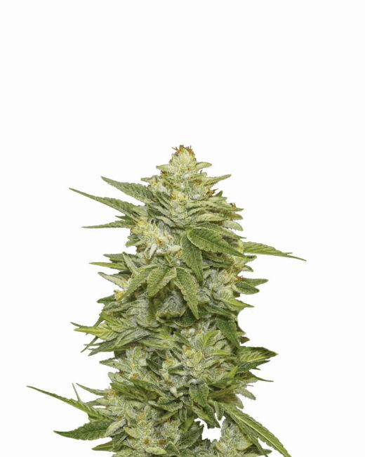 Nirvana Seeds GG-48 Feminised Seeds