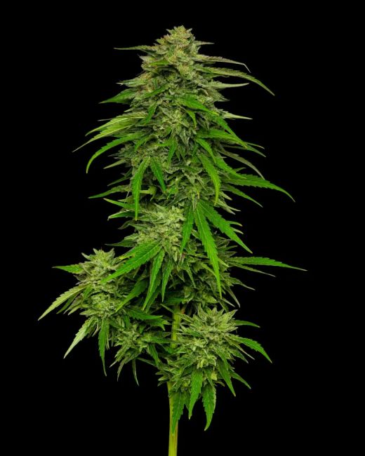 Humboldt Seed Co. Mango Sherbert Auto Feminised Seeds