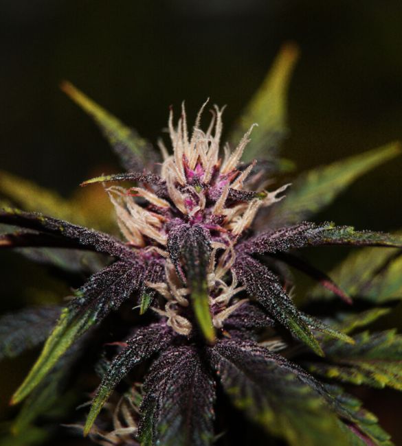 Elite Seeds Purplediol CBD Auto Feminised Seeds