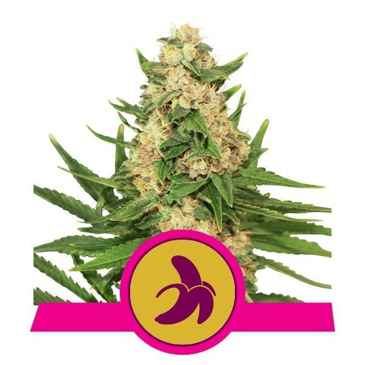 Royal Queen Seeds Fat Banana Feminised Seeds