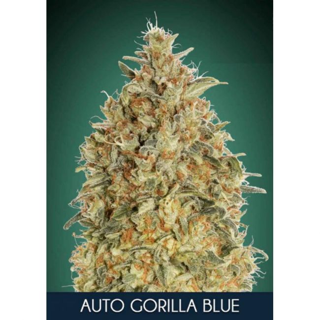 Advanced Seeds Gorilla Blue Auto Feminised Seeds