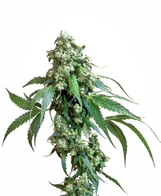 Sensi Seeds Jack Flash Regular Seeds