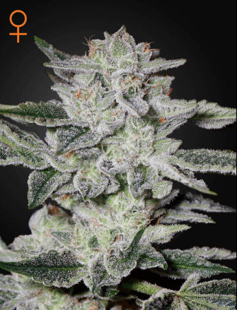 Greenhouse Seed Co. Sweet Valley Kush Feminised Seeds