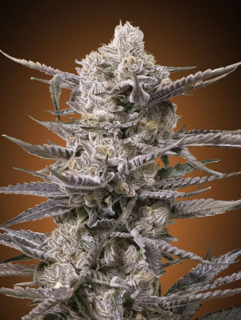 Advanced Seeds Watermelon OG Feminised Seeds