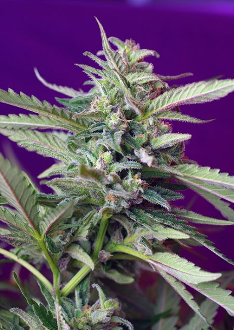 Sweet Seeds S.A.D. Auto Feminised Seeds