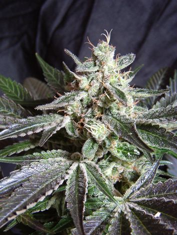 Sweet Seeds Black Jack Feminised Seeds