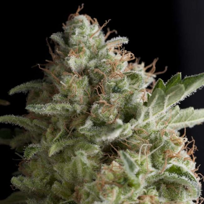 Pyramid Seeds American Pie Feminised Seeds