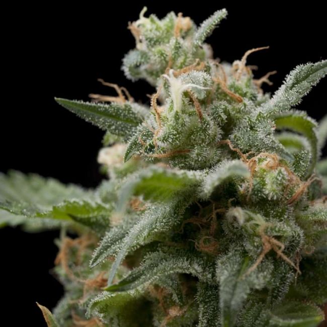 Pyramid Seeds Super Hash Feminised Seeds