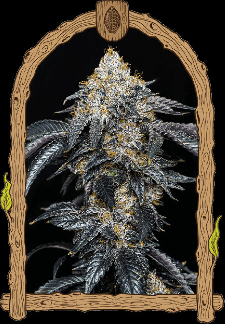 Exotic Seed Quicklato Sherbet Feminised Seeds