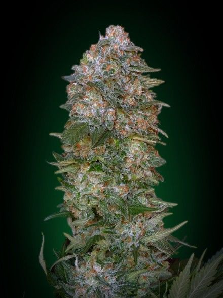 Advanced Seeds Critical Soma Feminised Seeds