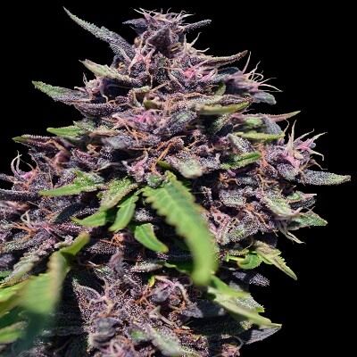 Ace Seeds Panama x PCK Feminised Seeds