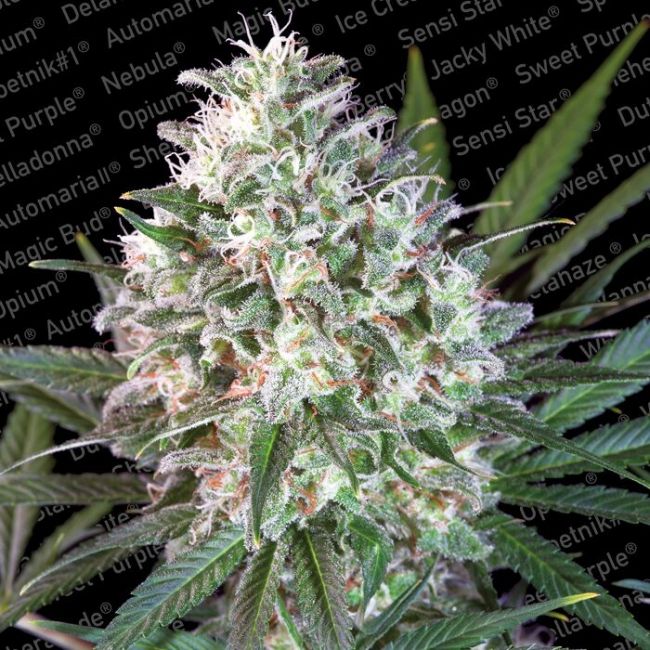 Paradise Seeds Space Cookies Feminised Seeds