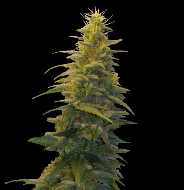 G13 Labs Blueberry Gum #2 Feminised Seeds