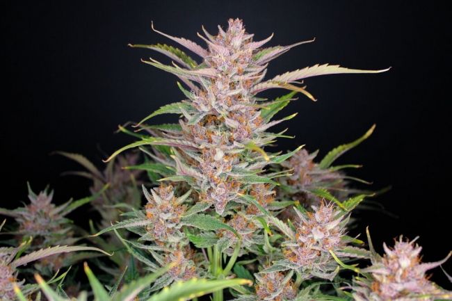 FastBuds Gorilla Punch Auto Feminised Seeds