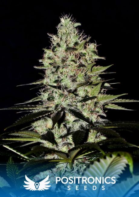 Positronic Seeds Wernard Express Auto Feminised Seeds