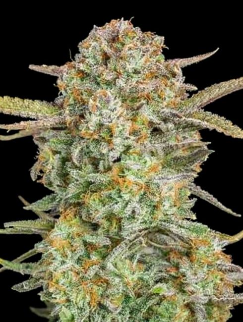 Advanced Seeds Bruce Banner XXL Auto Feminised Seeds