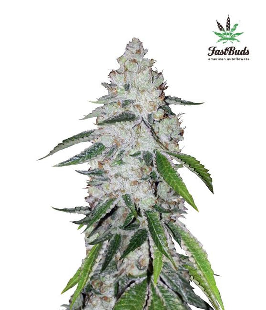 FastBuds West Coast O.G. Auto Feminised Seeds