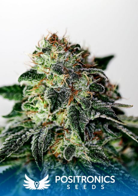 Positronic Seeds Mystic Cookie Express Auto Feminised Seeds