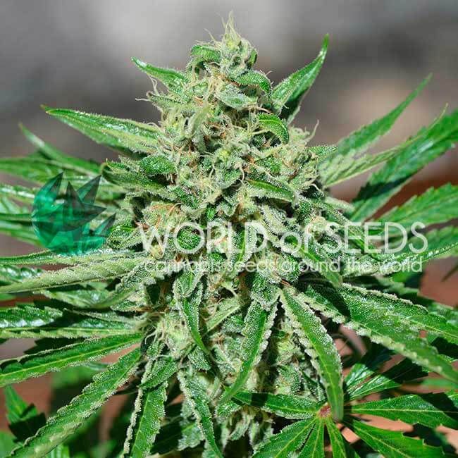 World of Seeds Tonic CBD Feminised Seeds