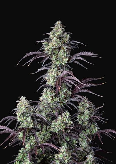 FastBuds Mimosa Cake Auto Feminised Seeds