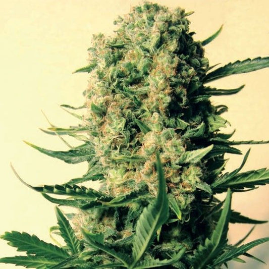 Mr Nice Seedbank Critical Skunk Regular Seeds