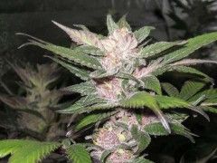 Cali Connection Purple Chem Feminised Seeds