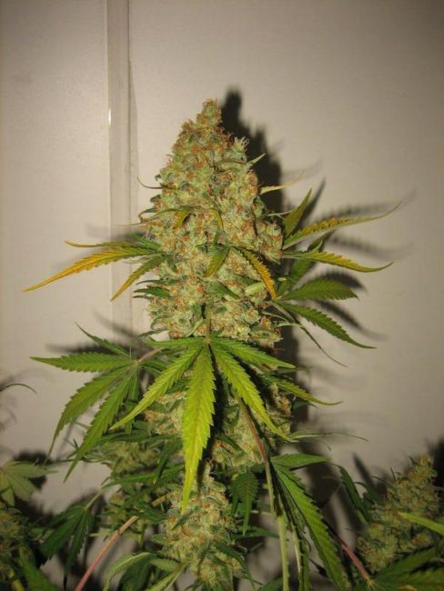 Female Seeds Skunk Special Feminised Seeds