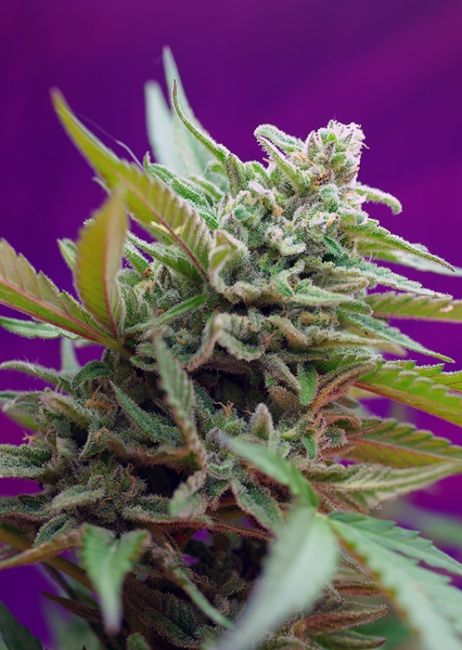 Sweet Seeds Black Jack Auto Feminised Seeds