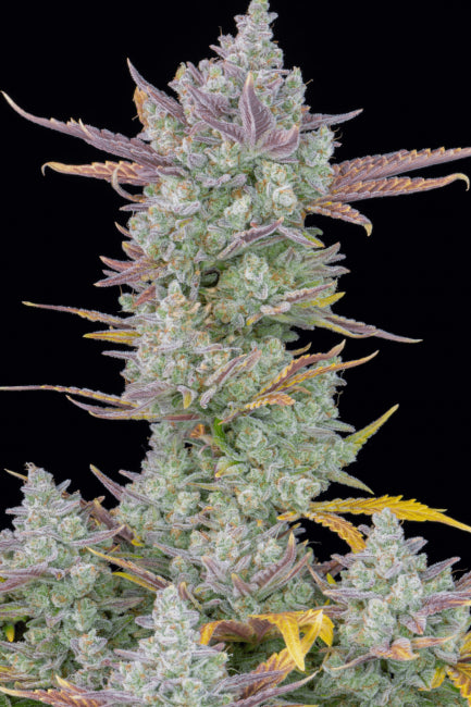 FastBuds Gorilla Cookies Auto Feminised Seeds