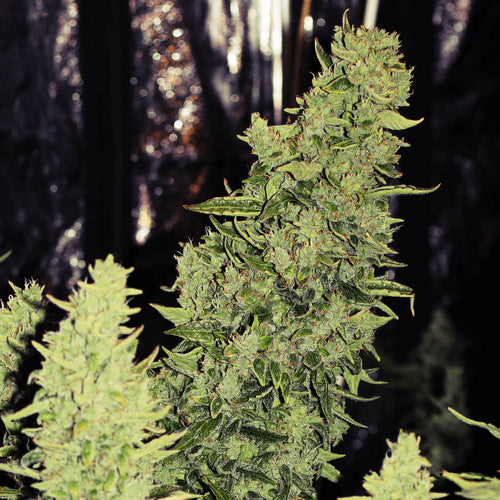 Doctor's Choice Niagara Auto Feminised Seeds