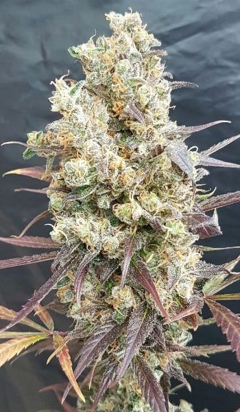 Lineage Genetics Black Devil's OG Feminised Seeds