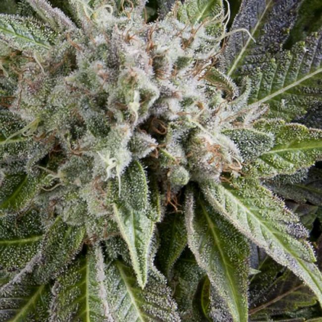 Pyramid Seeds Blue Pyramid Auto Feminised Seeds