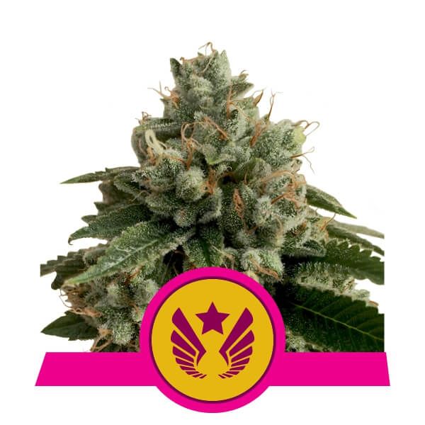 Royal Queen Seeds Legendary OG Punch Feminised Seeds