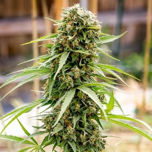 Bodhi Seeds Dread Bread Regular Seeds