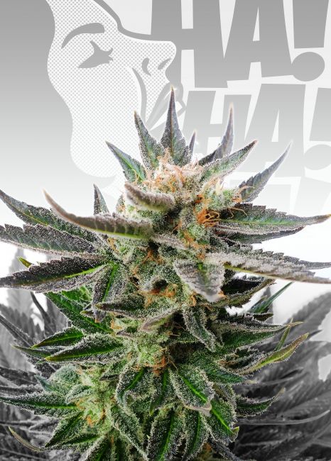 Kannabia Seeds Sativa Dream (LOL) Feminised Seeds