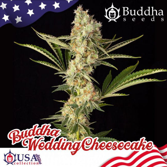 Buddha Seeds Buddha Wedding Cheesecake Feminised Seeds