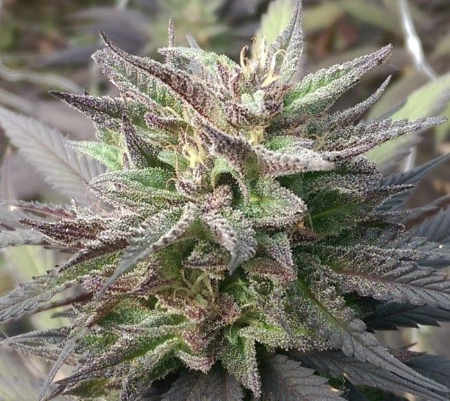 Ace Seeds Kali China Feminised Seeds - Breeders Pack