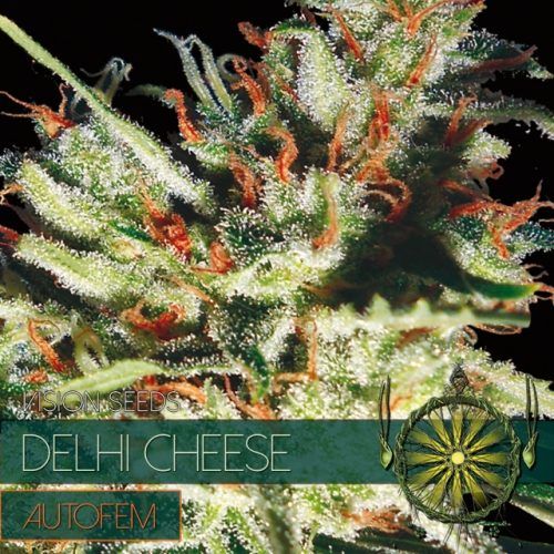 Vision Seeds Delhi Cheese Auto Feminised Seeds