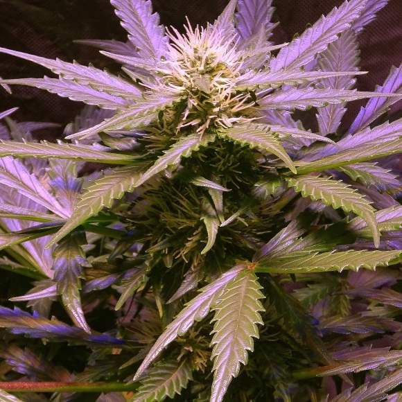 Nirvana Seeds Lemon OG Haze Auto Feminised Seeds