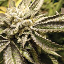 Medical Seeds Canadian Kush 2.0 Feminised Seeds