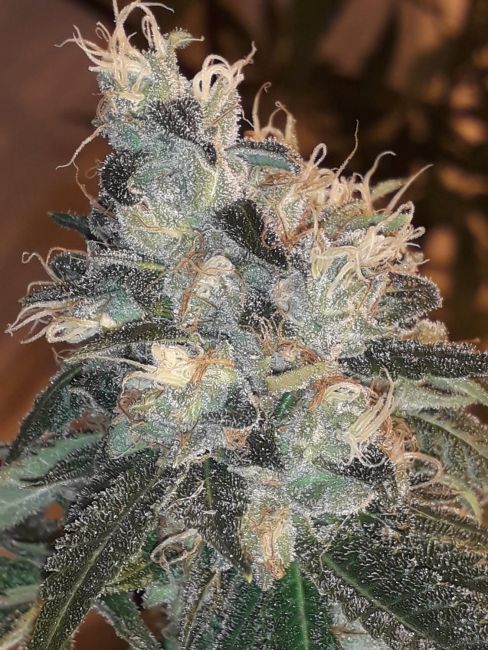 Lineage Genetics Candy Glue Feminised Seeds